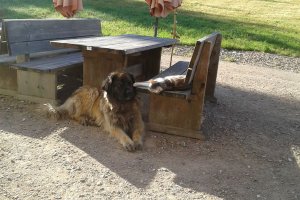 Tiere am Hof